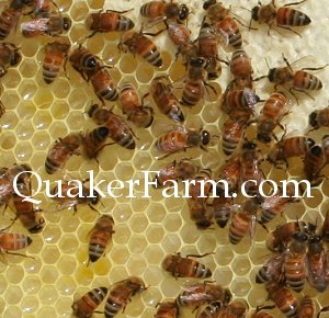 Quaker Farm Raw Honey
