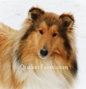 Lassie Natural Way Dog Food Coupons Lassie Natural Way Dog Food Coupons