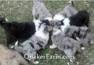 Tri color and blue merle rough Collie pups from Quaker Farm