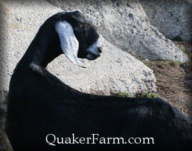 Nubian Dairy Goat, Michigan, sustainable living.