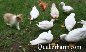 collie puppies play at Quaker Farm