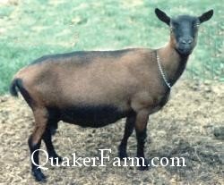 Quaker Farm Oberhasli Dairy Goat
