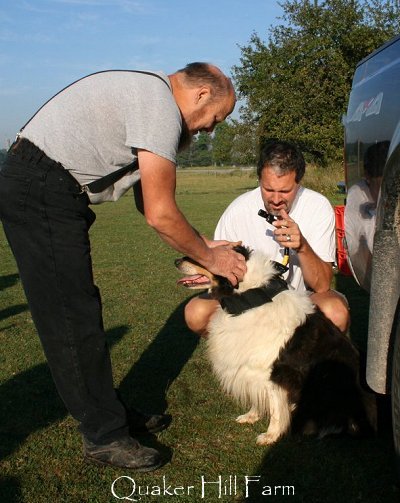 Collie dog getting ready to be filmed for Animal Planet Dogs 101