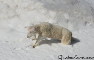 Annie thought snow was fun to play in