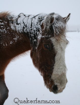 Wise old Big Blaze