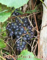 Quaker Farm Grapes