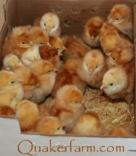 raising poultry