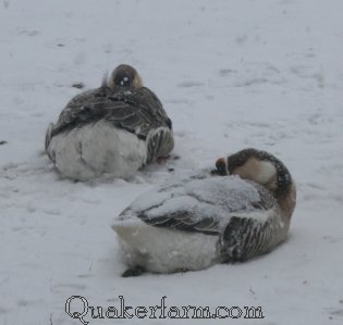 Lucy Goosey asleep in the storm