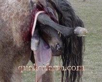 foal head and feet being born