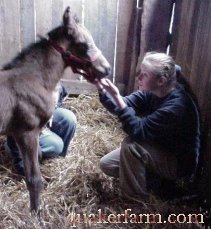The foal in the barn with daughter Marion doing important imprint work