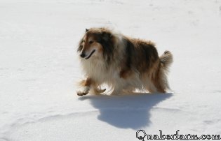 Lassie leads Annie home