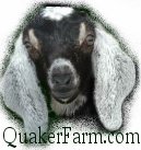 raise and sell dairy goats
