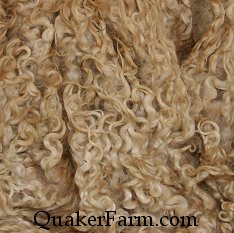 Raw Cotswold fleece, hand selected before washing