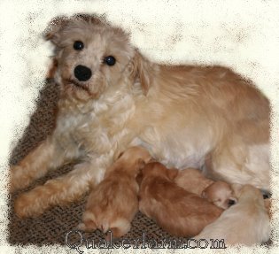 Sugar & her Pups