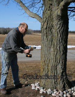 tapping a maple tree