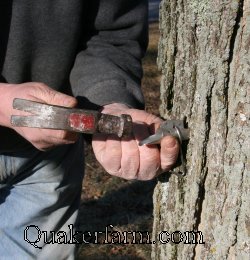 inserting a tap into a tree