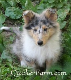 blue merle rough collie puppies for sale